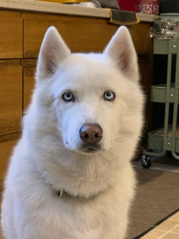 Tel Aviv residents document daily life, pets, cycling