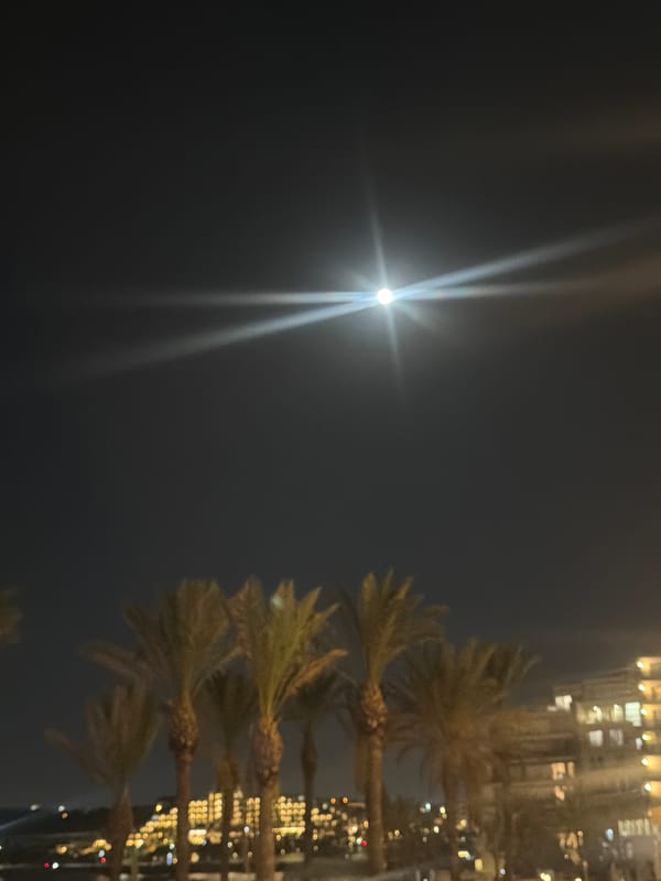 Moonlit palm trees illuminate Saint Paul's Bay waterfront