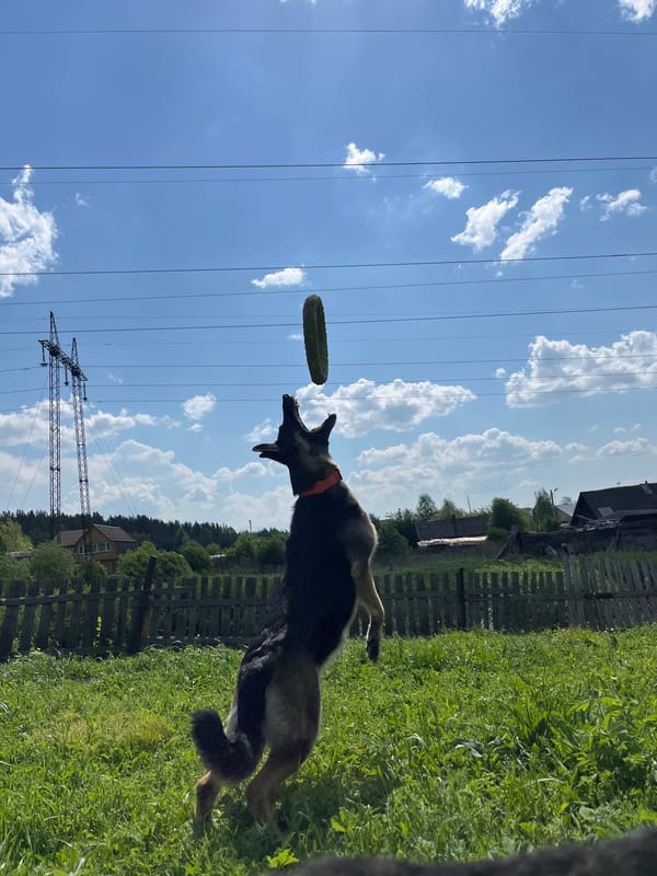 Dogs enjoy morning playtime in Russian countryside fields