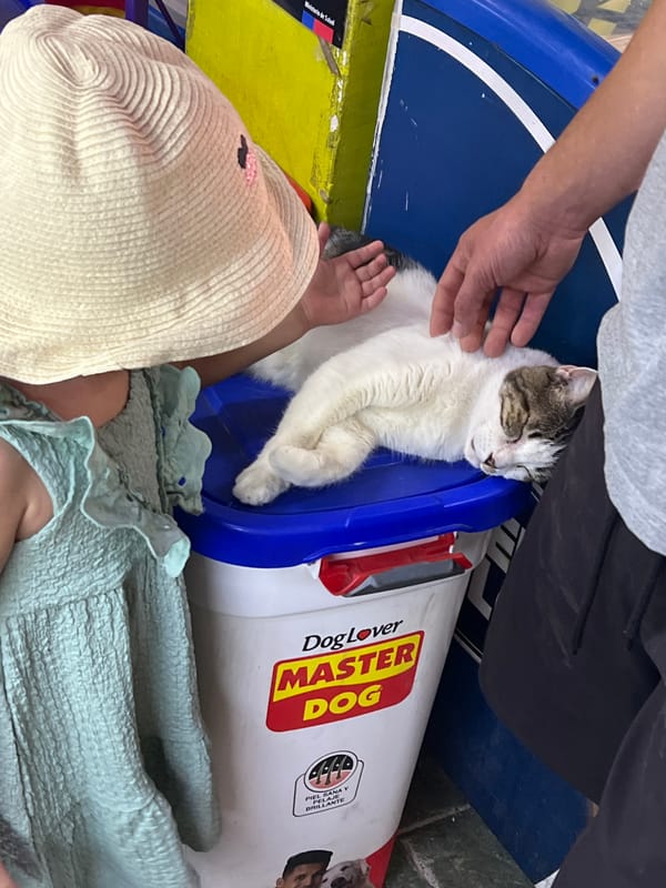 Cat sleeps in plastic container next to dog food
