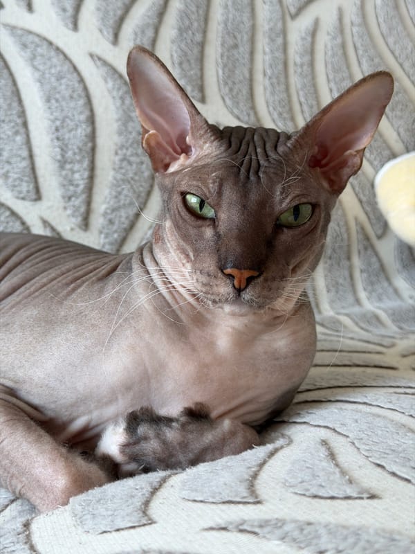 Quiet morning with Sphynx cat in Izhevsk apartment
