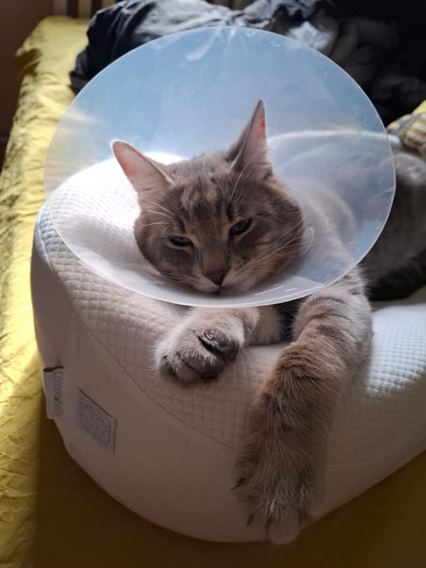 Grey tabby cat recovers with cone collar in Novi Sad
