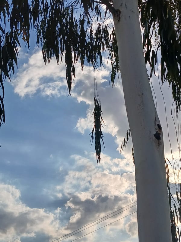 Quiet evening moments captured in Ciudad Guayana, Venezuela