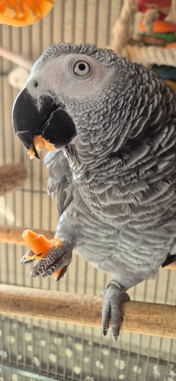 Parrot hangs upside down while dog sleeps peacefully nearby