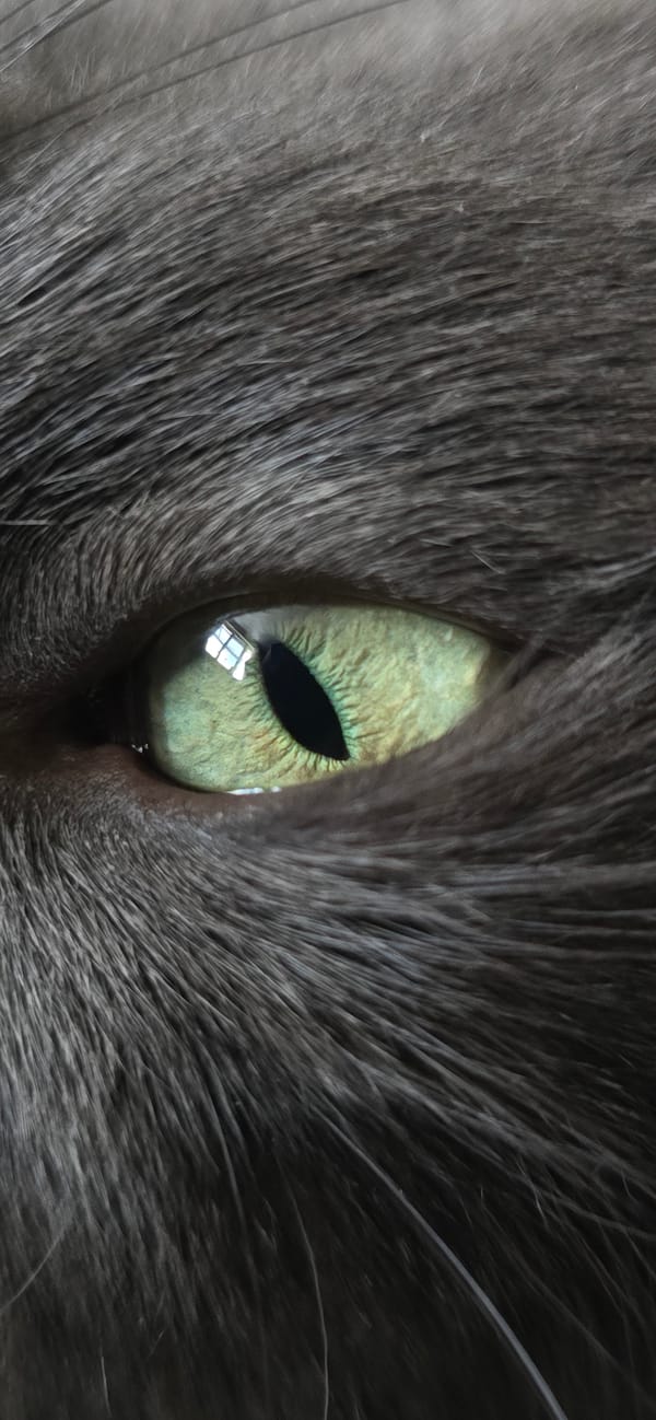 Grey cat with green eyes photographed extensively at home in Vratsa