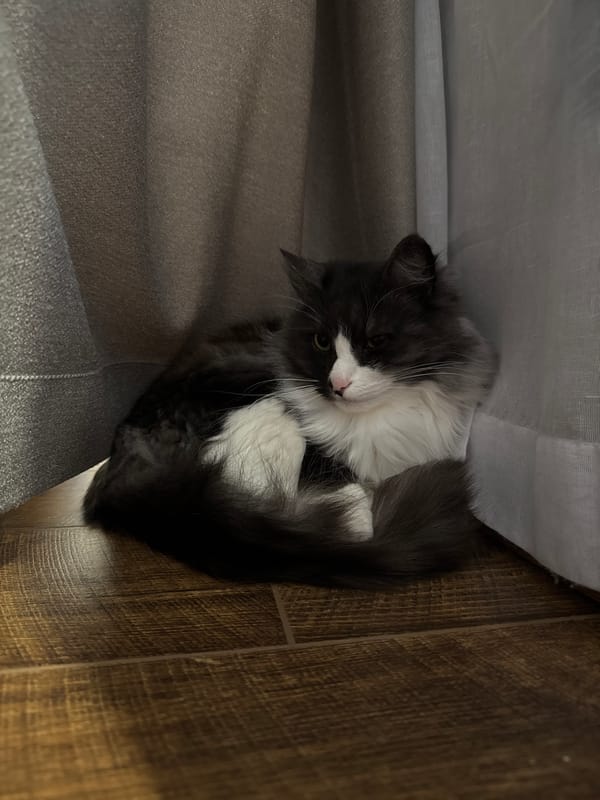 Quiet domestic moments captured in Izhevsk during afternoon