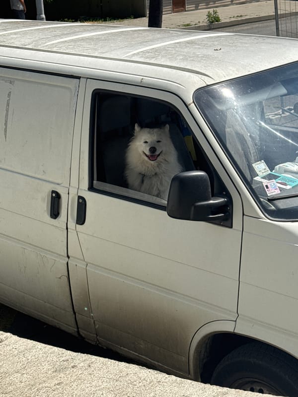 Samoyed dog spotted in driver's seat of van in Burgas