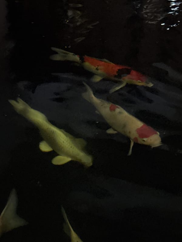 Koi pond and decorative lighting at a Chiang Mai home