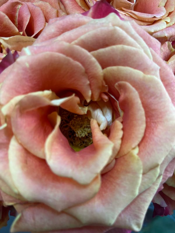 Witness documents detailed flower photography session, captures 30 macro images