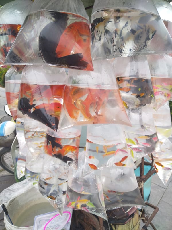 Live fish displayed in plastic bags at Vietnam market