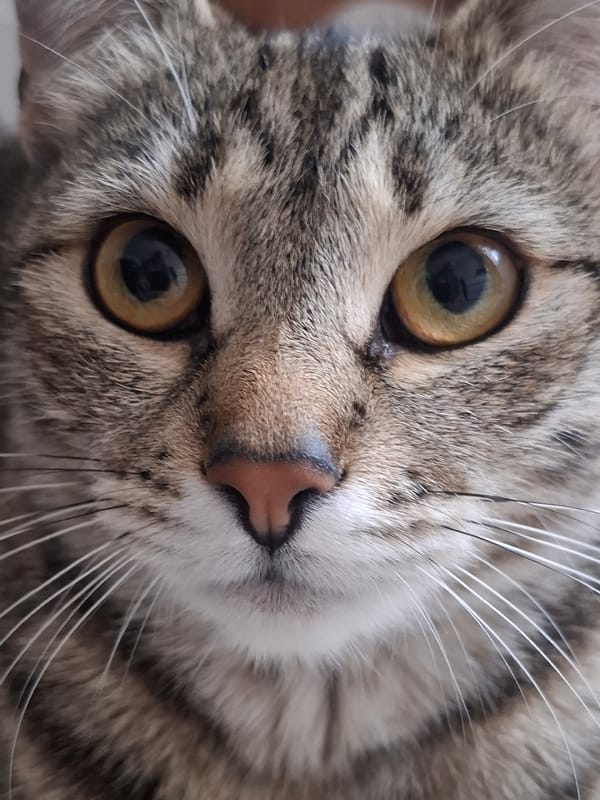 Tabby cat lounging at home, Homyel apartment interior