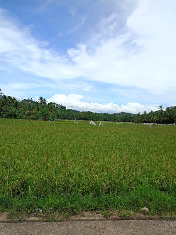 Rice paddies with colorful scarecrows documented in rural Indonesia