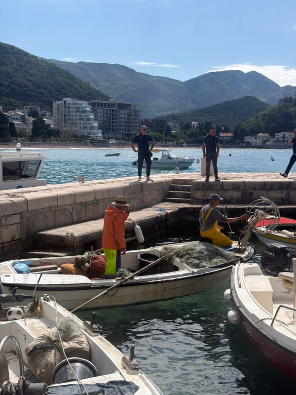 Dog walks pier amid fishing boats in Montenegro marina