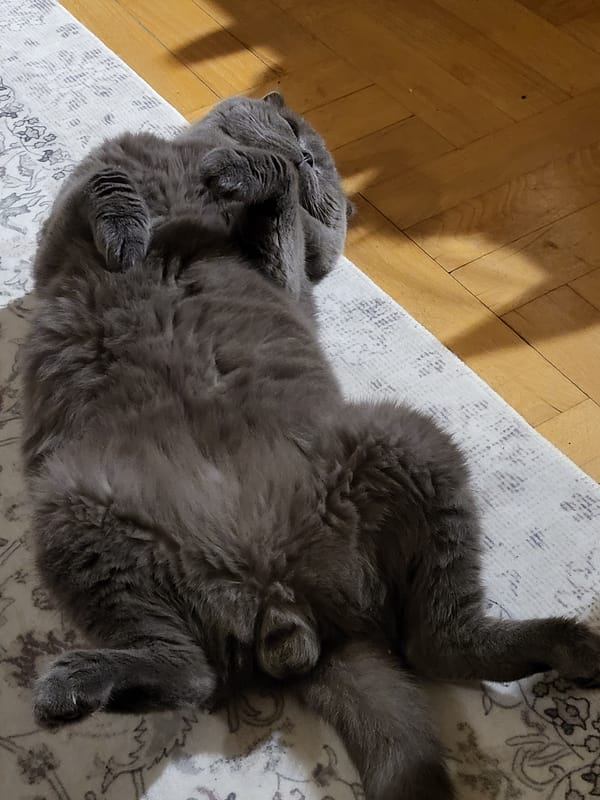 Gray cat rests peacefully on indoor rug