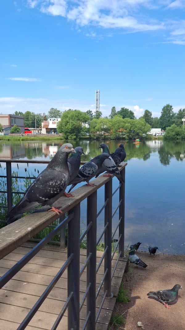 Feeding pigeons by the lake on a Saint Petersburg morning