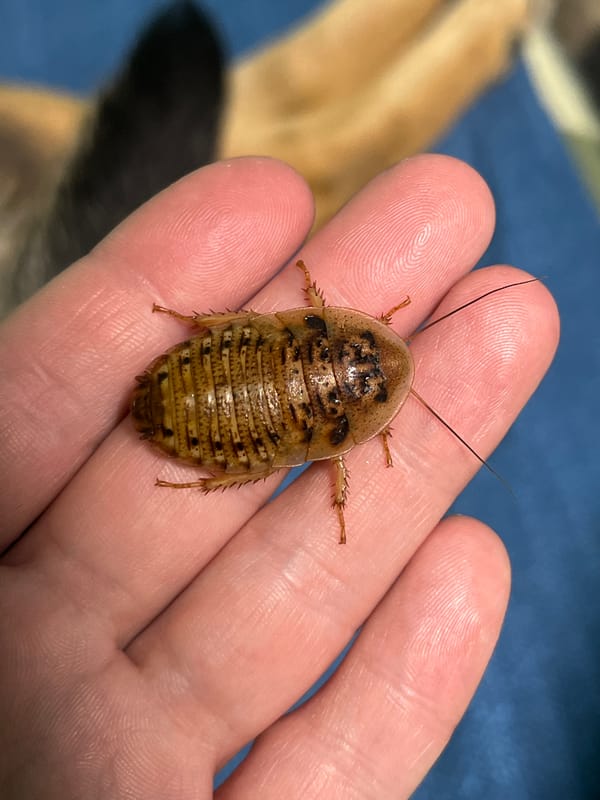 Insects and pelmeni documented in Nizhny Tagil, Russia