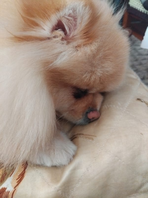 Pomeranian dog naps peacefully on pillows in Bulgarian home