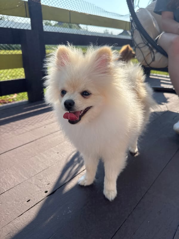 Lazy summer deck day with a Pomeranian in rural Russia