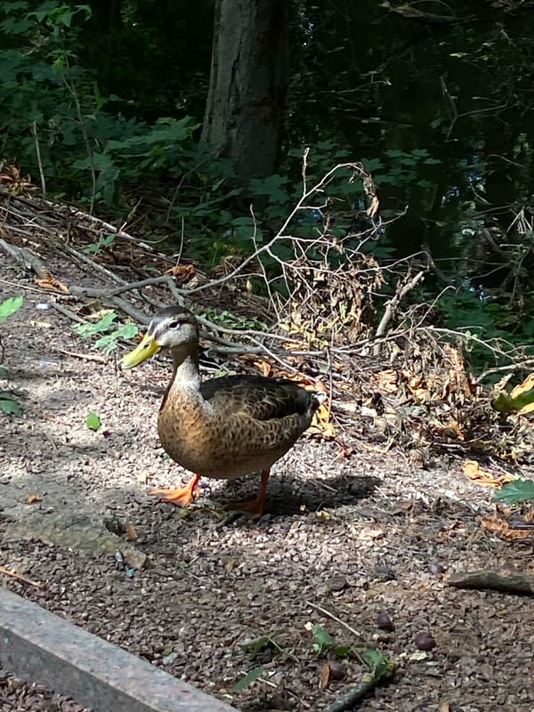 Mallards on the move through a shaded park pond and paths