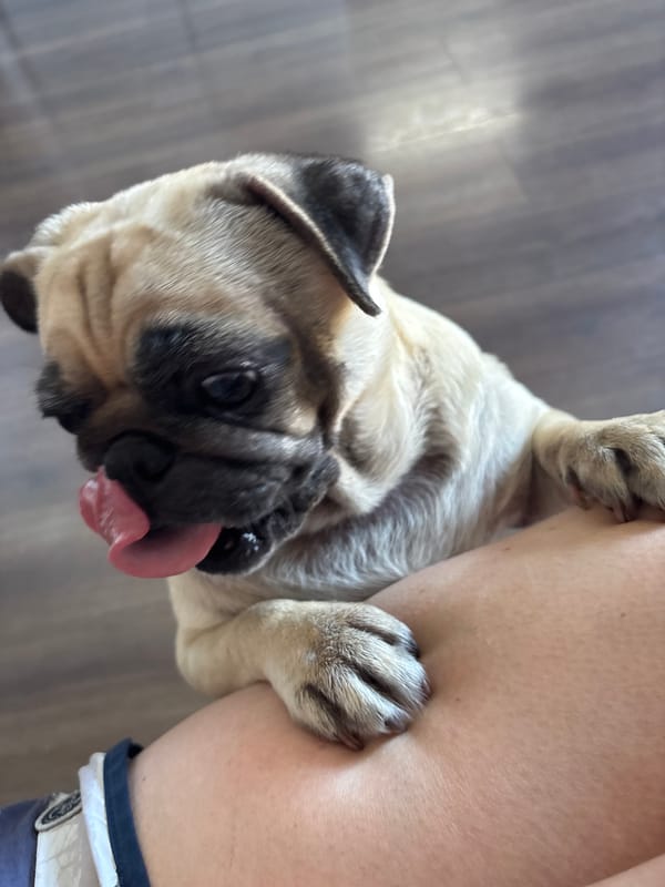 Morning domestic routine captured in Sochi apartment with pets