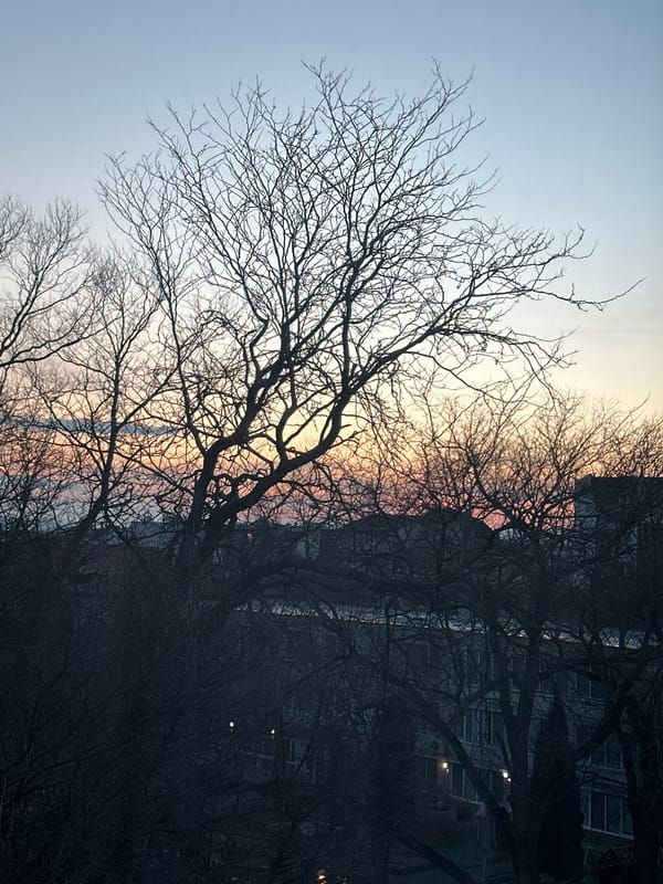 Sunset silhouettes bare trees in urban Varna setting