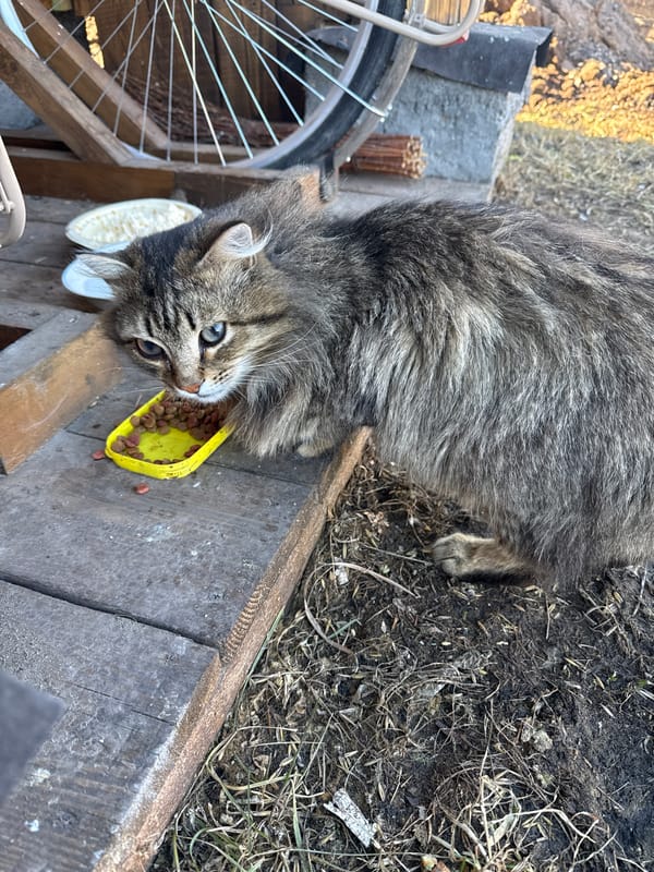 Tabby cat feeds outdoors in Russian mountain town yard