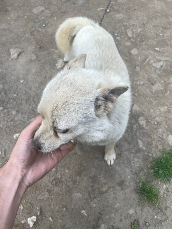 Afternoon moments with dogs and car maintenance in Ihtiman