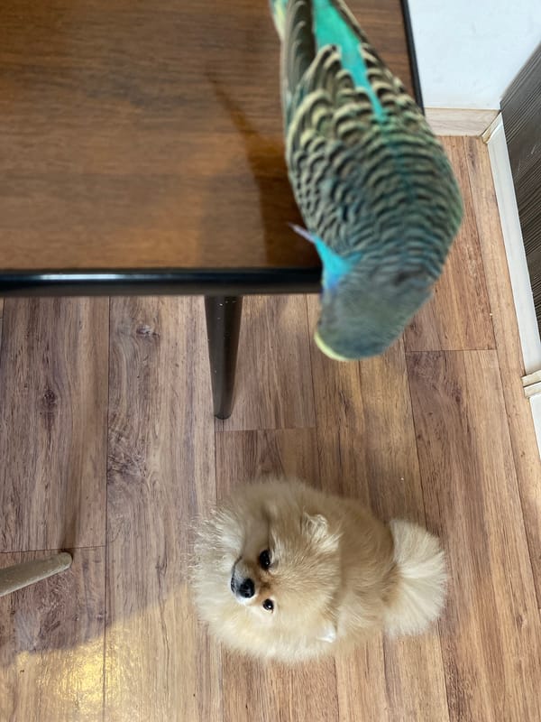 Parakeet and Pomeranian dog interact during afternoon domestic gathering