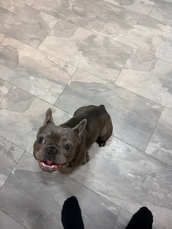 Evening Life: French Bulldog, Monopoly Game, Gas Station Visits