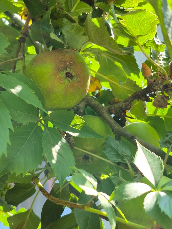 Backyard macro morning: bugs, fruit, and a small dog