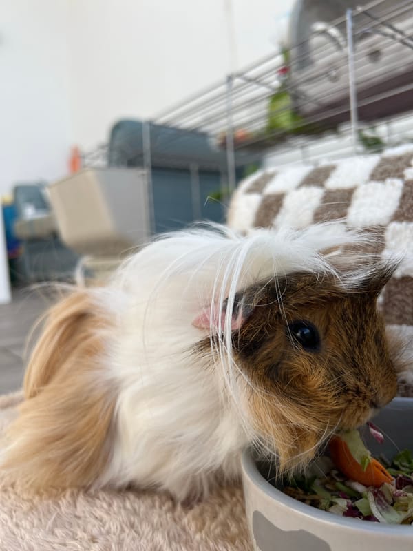 Guinea pig feeding documented in Italian home setting