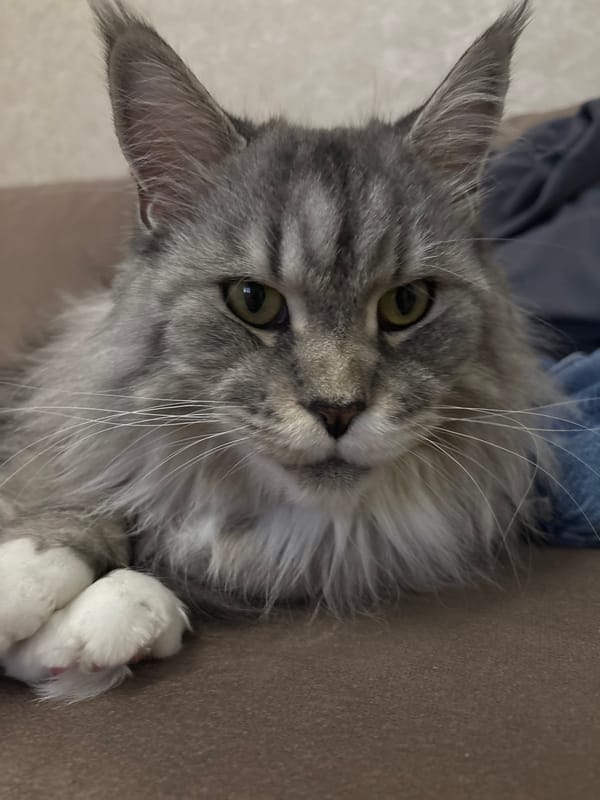 Maine Coon cat lounging at home in Kazan