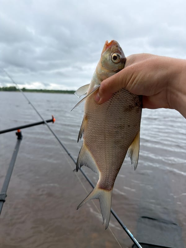 Fish caught and photographed in Chaikovsky, Russia