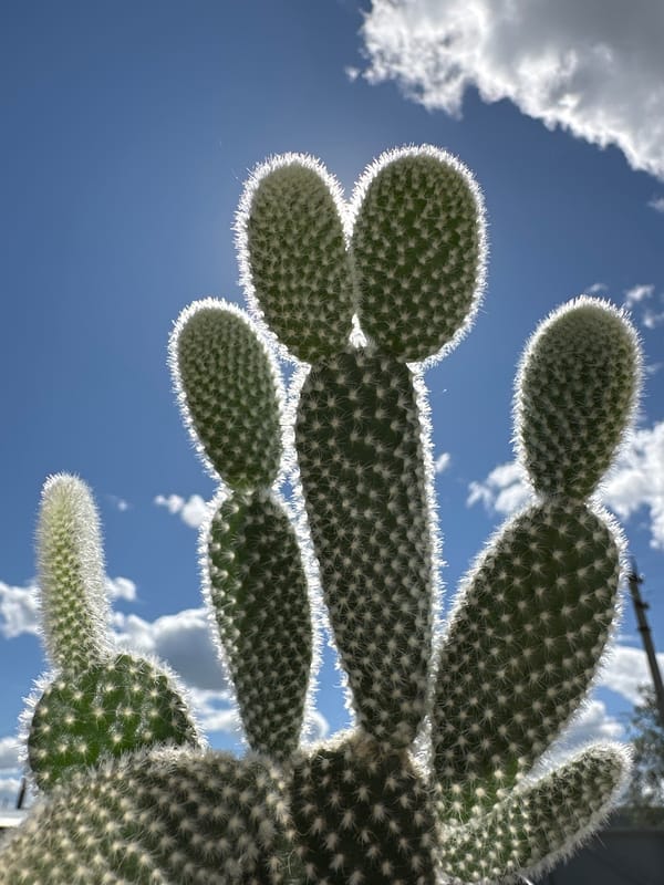 Witness captures diverse textures and cactus views over 37 minutes