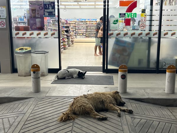 Dogs sleep outside 7-Eleven store in Koh Phangan