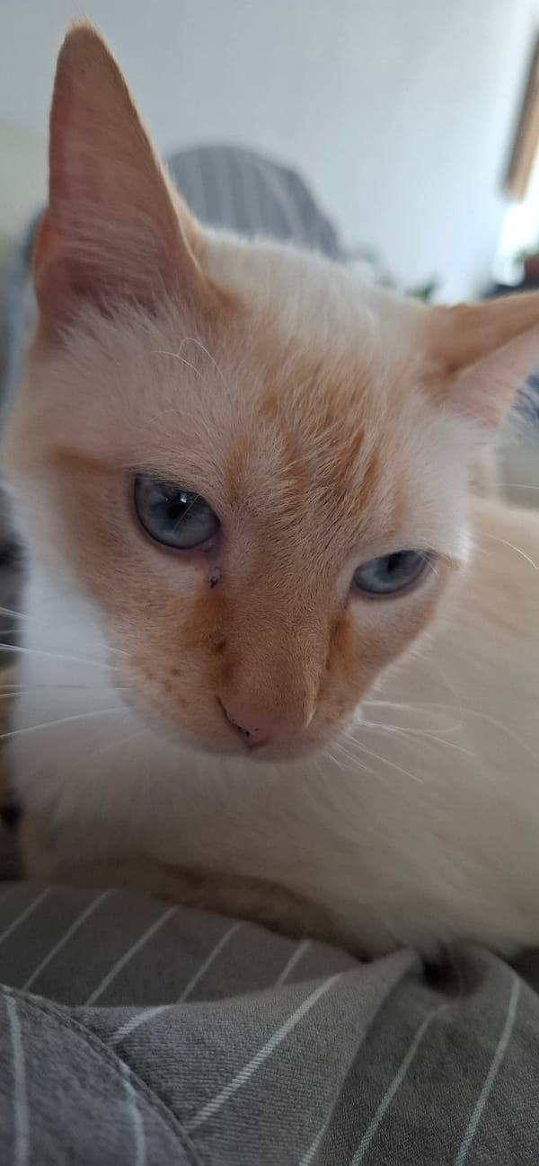 Orange and white cat photographed in Puebla, Mexico