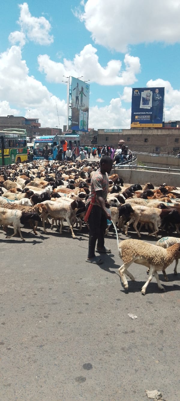 Goat herd crosses busy Nairobi street amid matatu traffic