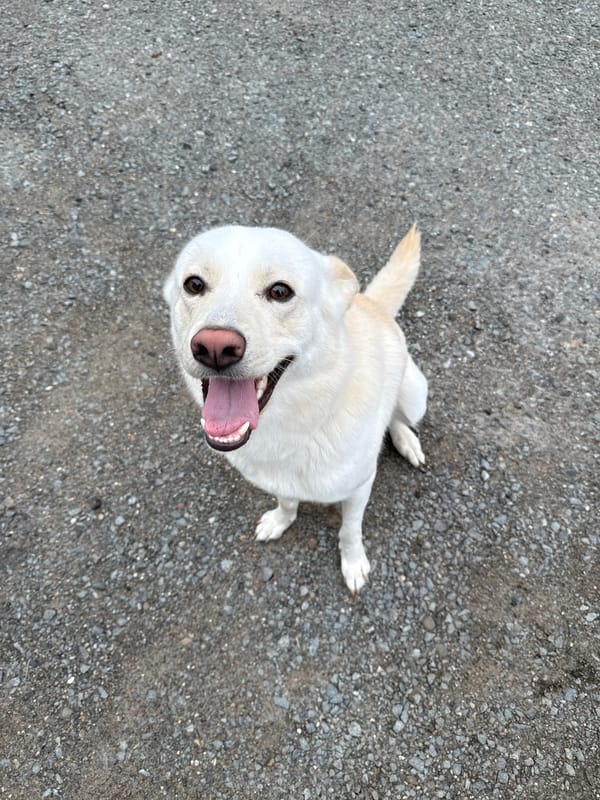 Dog looks up mid-pant in Марковский, Russia