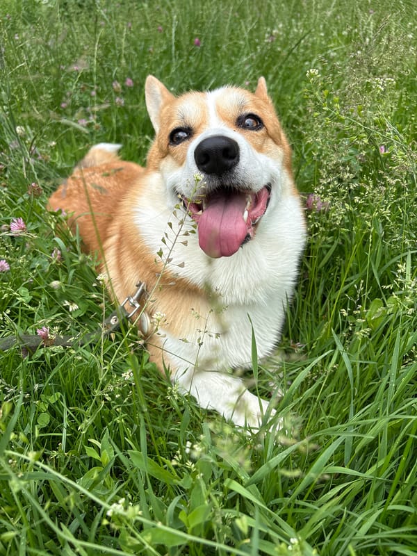 Corgi relaxing in a wildflower meadow in Kaliningrad