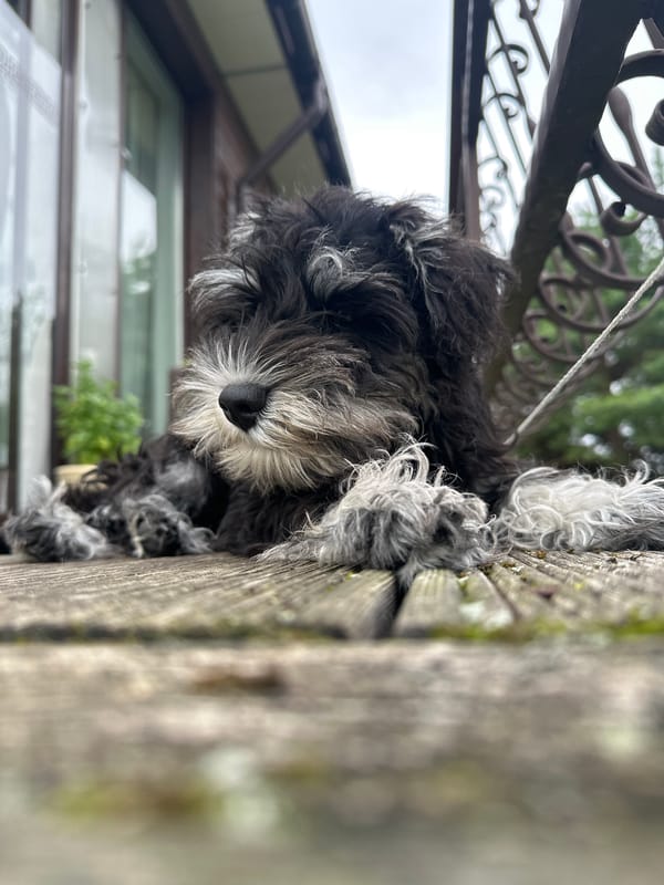 Puppy on a deck, wooden figurines on a shelf — Lapės home
