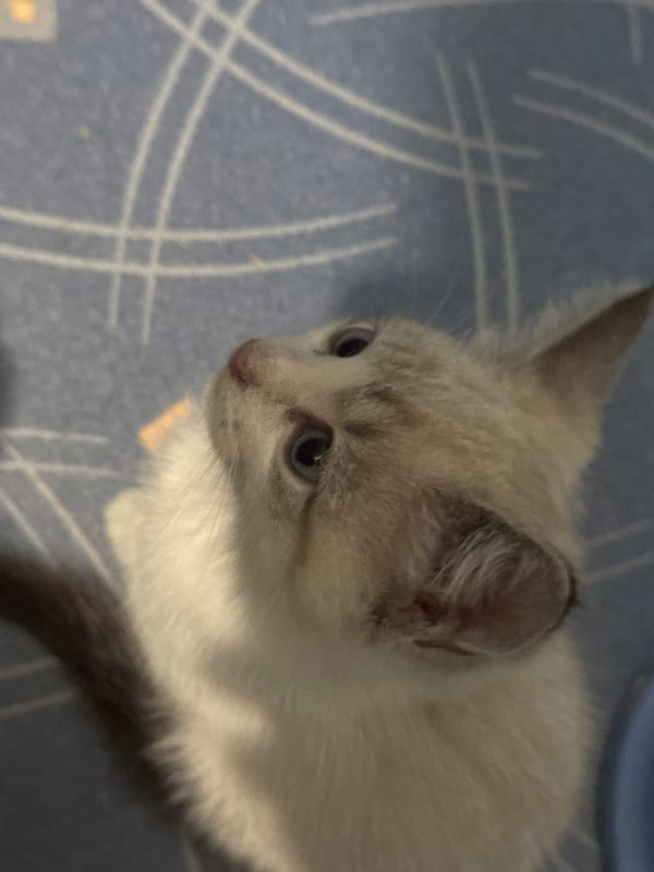 Kittens taking over the couch, carpet, and everything else