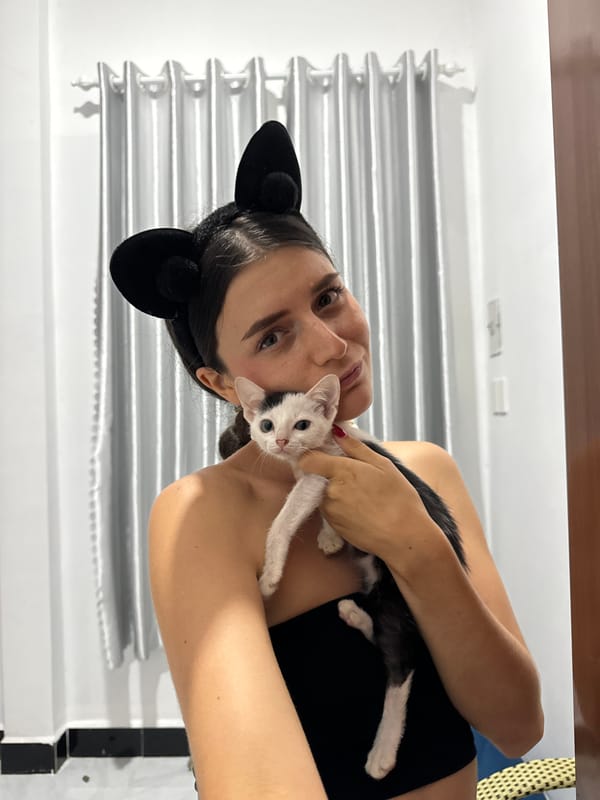 Hotel room kitten hang in Mũi Né with cat ears on