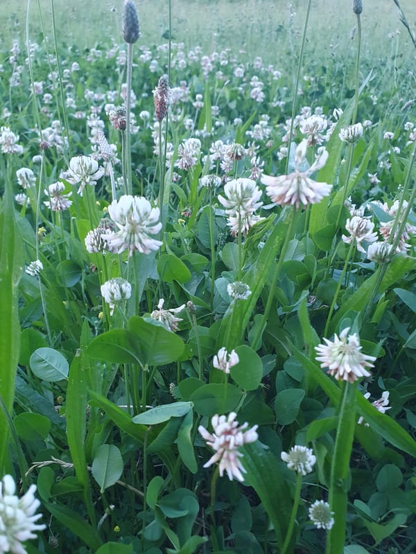 Urban Nature Walk Documents Summer Flora and Litter