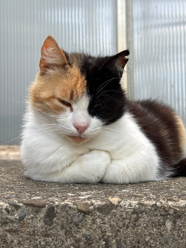 Lazy afternoon with napping cats and blooming hydrangeas in Sochi