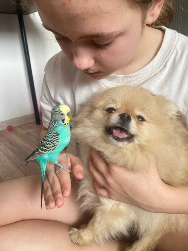 Person enjoys spa day at home with Pomeranian and parakeet