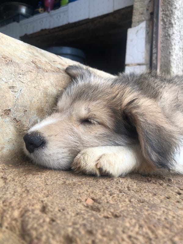 Dogs resting and playing in a Jos neighborhood