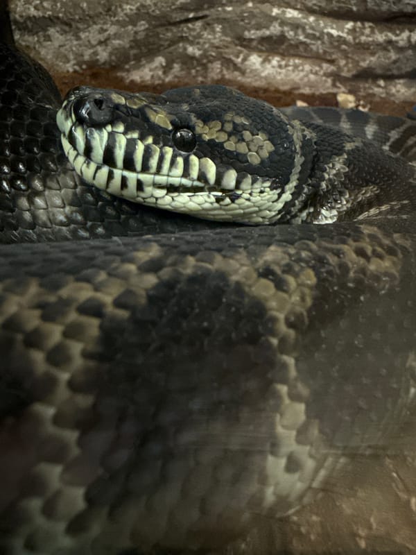 Afternoon at home with pet snakes in Novorossiysk