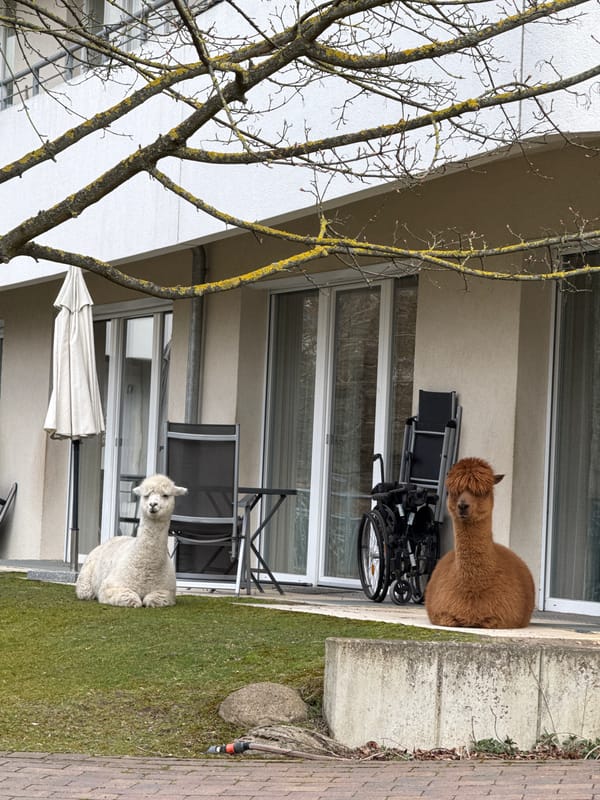 Alpacas spotted relaxing in Berlin apartment building yard