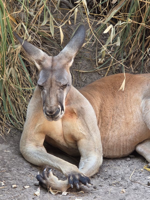Zoo animals observed during evening hours in Puebla, Mexico