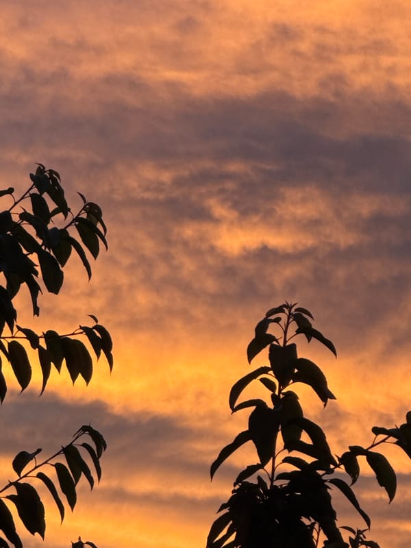 Witness captures dramatic sunset with colorful clouds over treeline